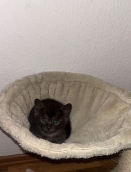 Burma/BKH Kitten - Cloppenburg Zentrum