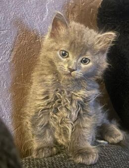 Bkh perser mix katzenbabys - Lichtenfels (Bayern)