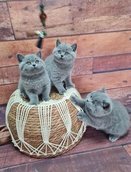 BKH Kitten mit Stammbaum. - Sömmerda