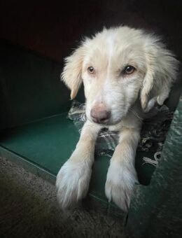 DASHER 💛💛💛 Zuhause gesucht - Herxheim (Landau)