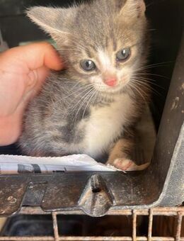 Finlo aus dem Tierschutz - Grevenbroich