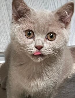 BKH reinrassig Kitten. - Braunschweig