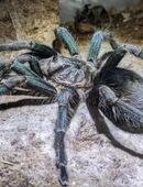 Phormictopus spec Salinas Weibchen adult in 50767