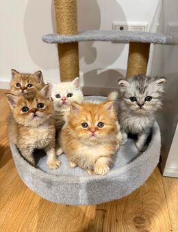 BKH und BLH Kitten - Köthen (Anhalt) Zentrum