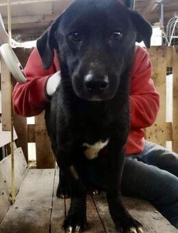 Nestor muss dringend aus dem Shelter - Koblenz