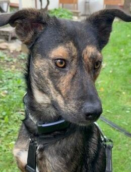 Ibiza ♥️ lieber Junghund - Kallmünz