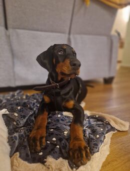 Dobermann Rüde 10 Monate alt abgeben - Möhlin
