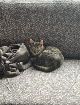 Kater Akari sucht sein Zuhause - Margetshöchheim