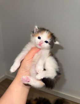 Kitten suchen liebevolles zu Hause - Berlin Spandau