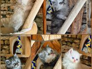 Reinrassige Perserkitten mit Nase inkl. Stammbaum - Villingen-Schwenningen
