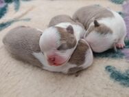 Boston Terrier Welpen mit längerer Nase - Angern
