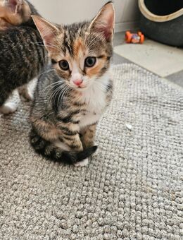 Katzenbabys - Neuruppin