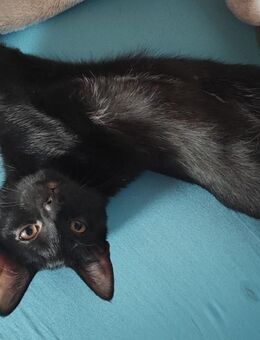 × Baby Katze Weiblich Sucht Neues Zuhause × - Delmenhorst