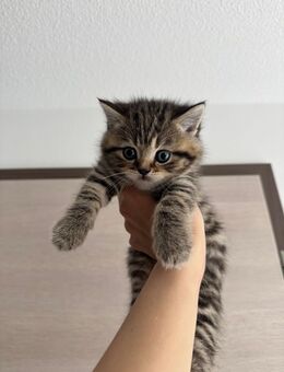 BKH Kitten - Ehingen (Donau)