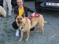 Madison sucht Geborgenheit - München