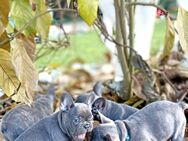 Französische Bulldogge Welpen - Würzburg