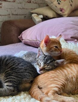 Babykatzen zu vergeben - Frankfurt (Main) Bornheim