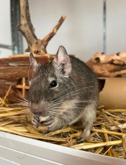 Degu (männlich) sucht liebevolles Zuhause - Heilbronn