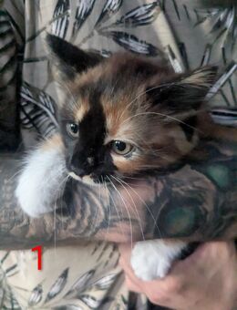 Kitten zu verkaufen 10 Wochen alt - Oberhausen