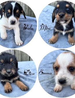 Dackel mix welpen suchen ein zuhause - Leipzig