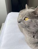 Reinrassiger BKH Kater in 45899