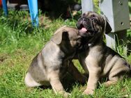 Französische Bulldoggen Welpen aus erfahrener Vereinszucht mit Stammbaum - Thaleischweiler-Fröschen