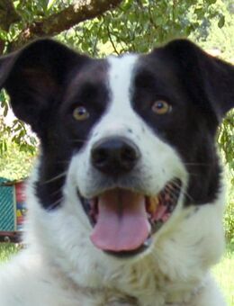 Badou - Mischling - 6 Jahre - Tierhilfe Franken e.V. - Lauf (Pegnitz) Zentrum