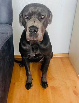 Cane Corso Hündin - Iserlohn