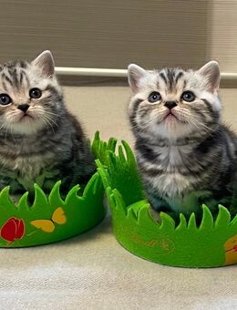 Bezaubernde bkh Kitten black silver tabby classic mit Papiere, absolut exklusiv - Bad Staffelstein