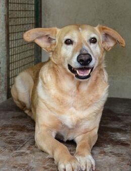 Nikos Ein Herz auf vier Pfoten - Obertshausen
