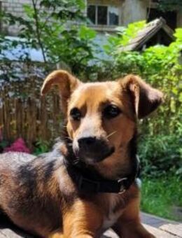 🐾Hafsa🐾 - Sindelfingen