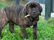 Wunderschöne, reinrassige Cane Corso Welpen in liebevolle Hände abzugeben. - Soest