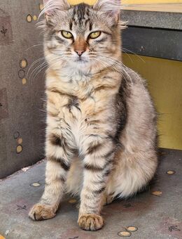 Liebevolle Jungkatzen mit Siam-Mix suchen ein neues Zuhause - Bersteland