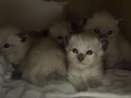 Siam katze - Duisburg