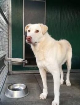 Bianco - Paten mit ❤️ gesucht - Grevenbroich