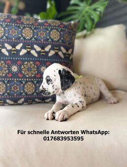 Dalmatiner welpen - Seefeld (Bayern)