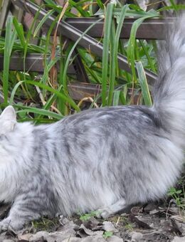 Wunderschöner Kater Buran mit einzigartigen Augen sucht ein liebevolles Zuhause! - Lorch (Hessen)
