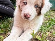 Australian Shepherd Welpen „Eisblaue Augen“ - Rehna