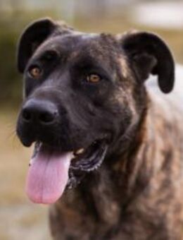 Edna 💗sanfte, liebevolle +ruhige Hündin - Hamburg