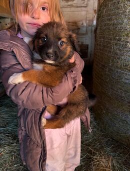 Aussie Welpen - Peiting