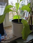 Tabakpflanze Havana 2 Stùck in 22767