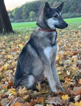 Skye sucht ein neues Zuhause - Cremlingen