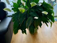 Große Pflanze im Lechuza Blumentopf groß Quadro LS 35 weiß hochglanz! - Ratingen