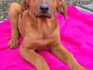 Tora 💗 süße, aktive Labi-Mix Hündin - Hamburg