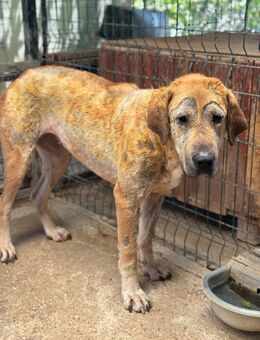 Caja sucht ihre Familie - Beckingen