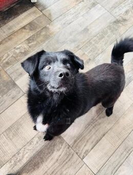 Ozzy sieht mit dem Herzen - Itzehoe