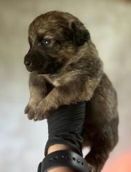 Zauberhafter, lieber Welpe 25 B - Kallmünz