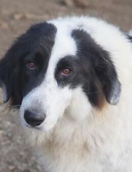 Maella, geb. ca. 02/2020, Griechenland - Markdorf