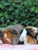 Meerschweinchen in 21614