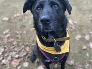 Bonnie sucht ein liebes Heim - Berlin